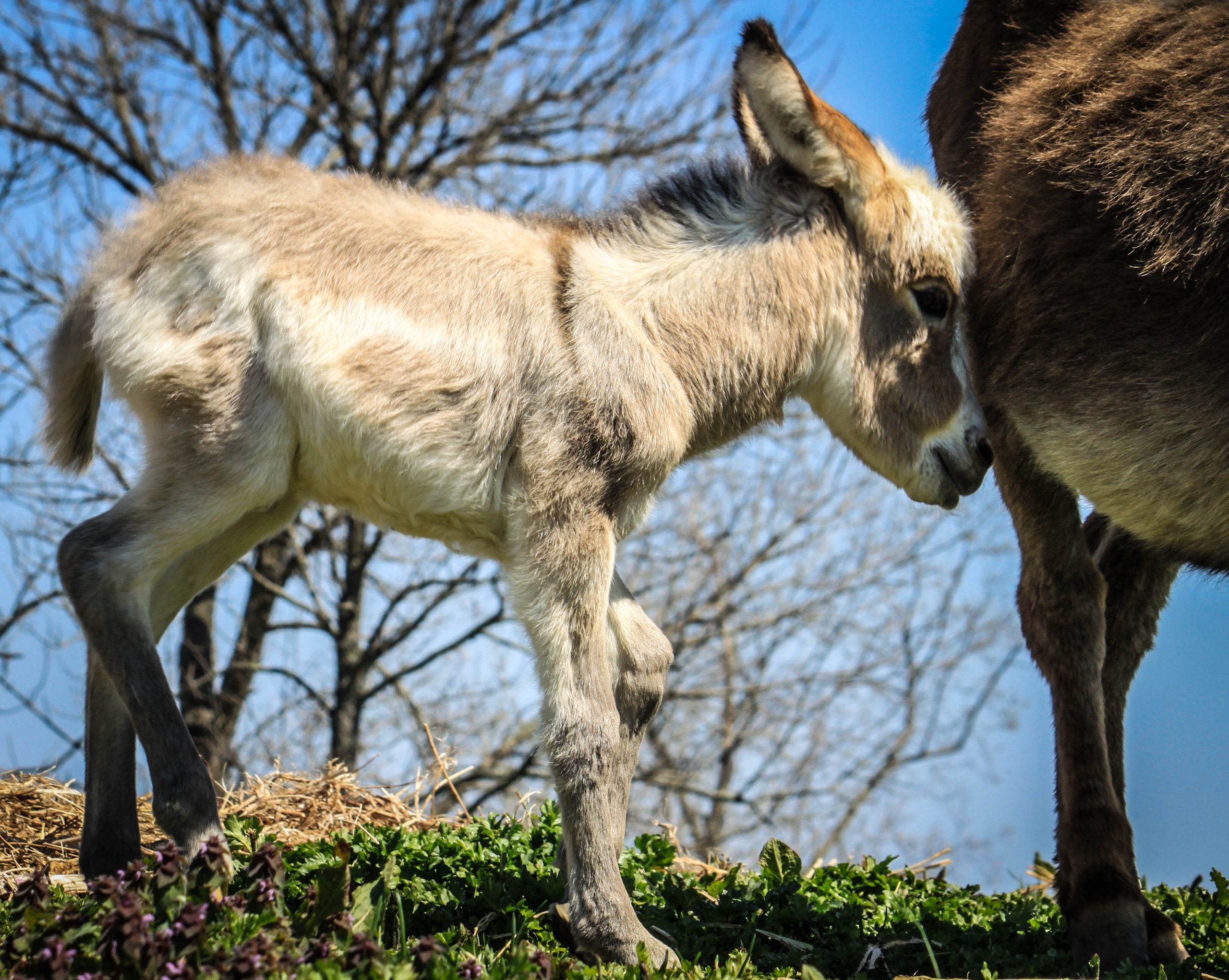 A small donkey gently nudging another donkey